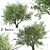 California Bay Laurel Trees (2-Pack): Coastal Beauty for Your Garden! 3D model small image 3