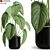 538 Plants Collection: Vast & Vibrant! 3D model small image 1