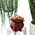 Indoor Plant Set: Senecio, Echeveria, Sansevieria 3D model small image 2