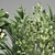 Exotic Plant Collection: Decorative Plants for Indoor and Outdoor with Concrete Vase 3D model small image 6