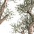 Exotic Olive Tree Collection 3D model small image 5