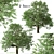 Amur Cork Tree Set (2 Trees) 3D model small image 1
