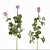 Pink Spiny Spider Flowers (2 Plants) 3D model small image 4