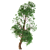 Trident Maple: Exquisite Eastern Beauty 3D model small image 2