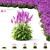 Large-Flowered Chisel Stachys Macrantha 3D model small image 1