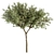 Green Jacob Broadleaf Tree Set 41 3D model small image 6