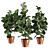 Lush Ficus Vase Plant 3D model small image 1