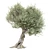 Realistic Olive Tree with Materials 3D model small image 4