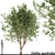 European Nettle Tree: Summer Delight! 3D model small image 1