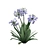 Agapanthus 2013 3D Model 3D model small image 4
