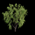 Weeping Willow 3D Model - Archive 3D model small image 4