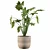 Tropical Beauty: Philodendron Xanadu 3D model small image 1