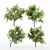 Multi-Peach Tree Collection | 4 Varieties 3D model small image 2