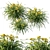 Sunshine Delight - Hemerocallis Yellow 3D model small image 2