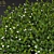 Lush Emerald Manzanita Shrub 3D model small image 4