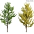 Ginkgo Biloba 3D Models & Textures 3D model small image 1