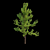 Ginkgo Biloba 3D Models & Textures 3D model small image 4