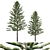 Araucaria Heterophylla: 2013 Version, 3D Model 3D model small image 1