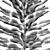 Araucaria Heterophylla: 2013 Version, 3D Model 3D model small image 3