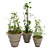 Versatile Ivy Plant Stand Set 3D model small image 2