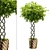 Botanical Oasis: Set of 5 Plants 3D model small image 1