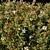 Compact Photinia Red Robin 04 3D model small image 2