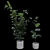 Realistic Rubber Fig Plant 3D model small image 1