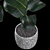 Realistic Rubber Fig Plant 3D model small image 2