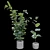 Realistic Rubber Fig Plant 3D model small image 4