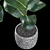 Realistic Rubber Fig Plant 3D model small image 5