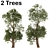 Trident Maple Tree: Eastern Beauty 3D model small image 5