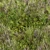 Meadow Lawn Grassland Set 3D model small image 1