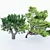 Exotic Acacia & African Olive Tree 3D model small image 5
