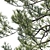 Premium Cedar Tree 3D Model 3D model small image 2