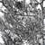 Premium Cedar Tree 3D Model 3D model small image 3