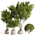 Lush Indoor Plant Collection 3D model small image 1