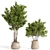 Lush Indoor Plant Collection 3D model small image 3