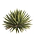 Desert Oasis Yucca Set 3D model small image 7