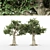 Variety of Kingsville Wood Trees 3D model small image 1