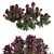 Euphorbia Blackbird 01: Sleek and Stylish Plant 3D model small image 1