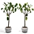 Elastic Ficus Set 3D model small image 1