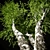 Birch v. 05 (12m) - Mesh, Textured, UV Mapped 3D model small image 3