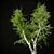 Birch v. 05 (12m) - Mesh, Textured, UV Mapped 3D model small image 7