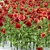 Bursting Blooms: Poppy Flower Model 3D model small image 2