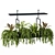 Hanging Plant Set - 05 Varieties 3D model small image 2