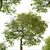 Pair of Tilia Cordata Trees 3D model small image 6