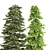 Black Spruce Pine: Tall and Realistic 3D Model 3D model small image 3