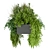 255 Indoor Balcony Ampelous Plant Collection 3D model small image 5