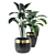 Trendy Black Pot Indoor Plants 3D model small image 2