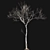 Regal Red: Dolonix Regia 3D Model 3D model small image 5